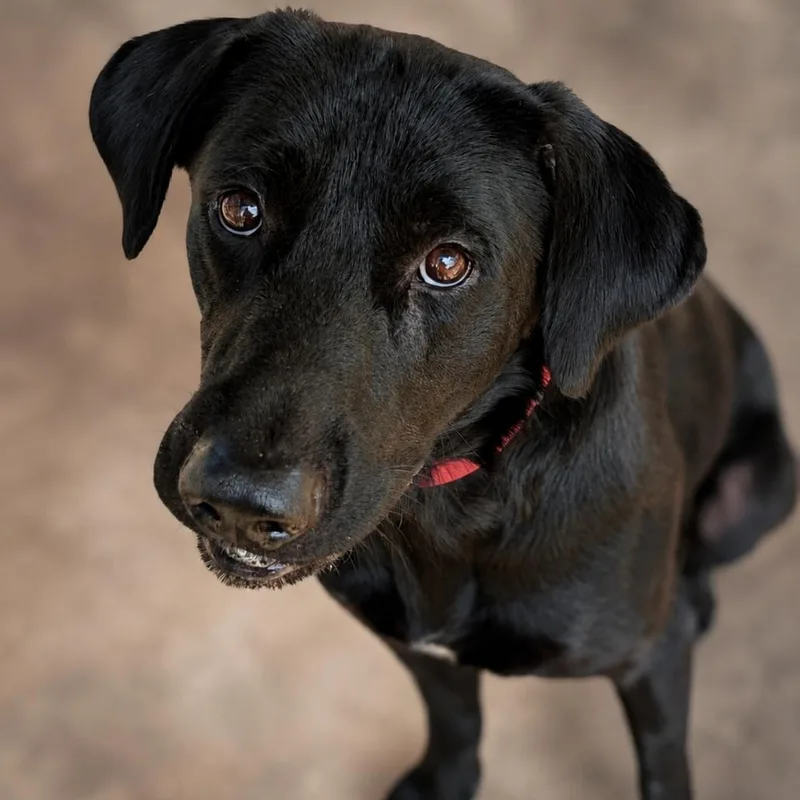 An adult small-sized male Black Labrador Retriever dog named Bob the Builder for adoption in Buchanan Dam, TX