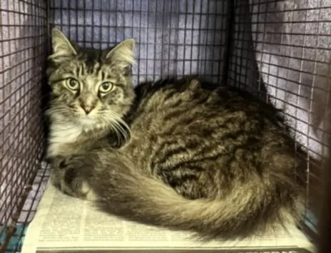 A senior large-sized male Domestic Long Hair cat named Valentino for adoption in San Pedro, CA