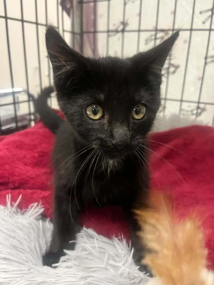 A baby small-sized male Black Domestic Short Hair cat named Mochi Wi. for adoption in Peoria, IL
