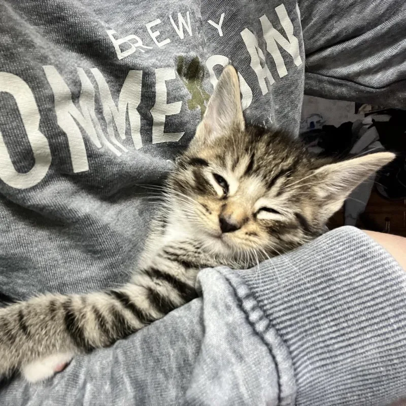 A baby small-sized male Domestic Short Hair cat named Michael for adoption in Oneonta, NY