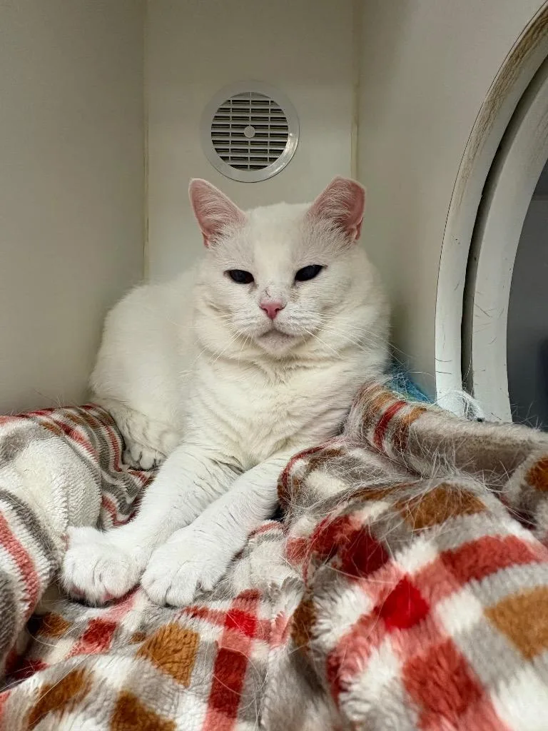 An adult large-sized female Domestic Short Hair cat named Sweet Sweet for adoption in Johnson City, TN