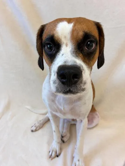 An adult medium-sized male White / Cream Beagle dog named Tiny Tuna for adoption in Buffalo, MN