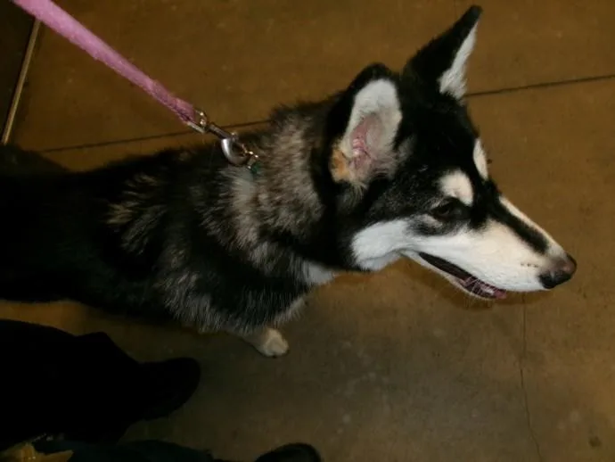A young large-sized female Husky dog named Sid for adoption in Van Nuys, CA