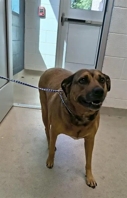 An adult large-sized female German Shepherd Dog dog named Rona for adoption in Haw River, NC