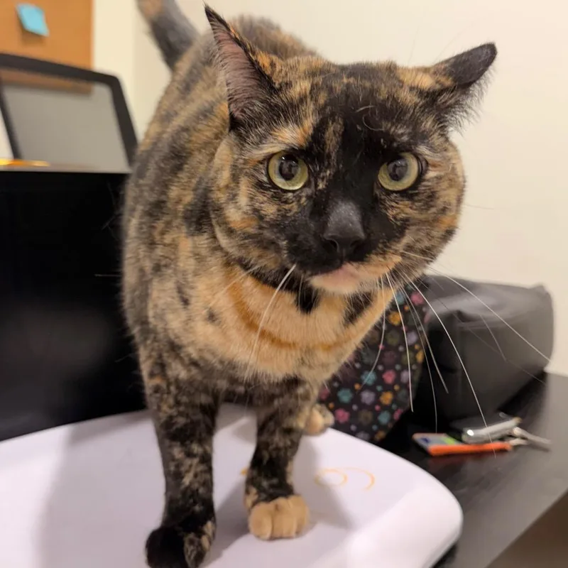 An adult large-sized female Tortoiseshell Domestic Short Hair cat named Sylvia for adoption in Tampa, FL