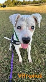 An adult medium-sized male Mixed Breed dog named Vitruvius for adoption in Denton, TX
