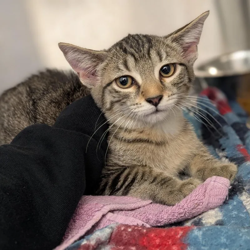 A baby small-sized female Domestic Short Hair cat named Lovey for adoption in Pittsburgh, PA