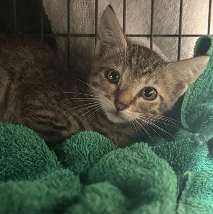 A baby small-sized male Domestic Short Hair cat named Pulisic for adoption in Honolulu, HI