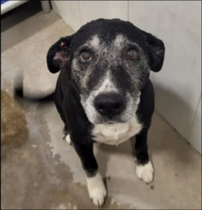 An adult medium-sized male Labrador Retriever dog named Vincent for adoption in Thompson Falls, MT