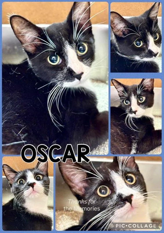 A baby medium-sized male Tabby cat named Oscar for adoption in Lawton, OK
