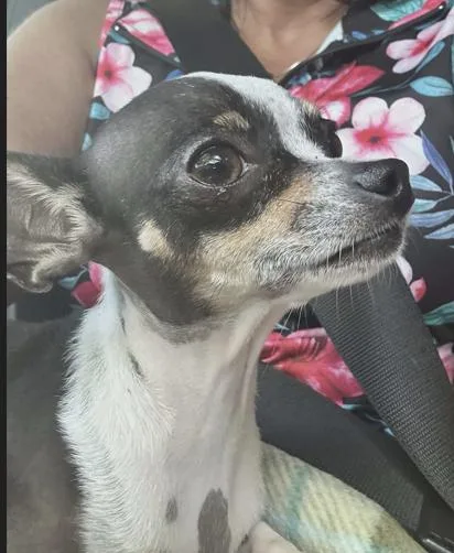 An adult small-sized female Chihuahua dog named Rose for adoption in Austin, TX