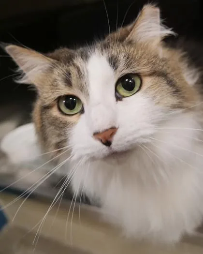 Pretty Lady