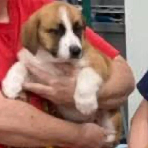 Samson Stardust thumbnail 3