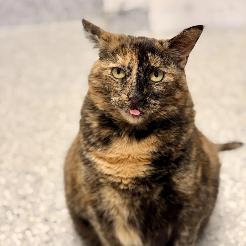 An adult medium-sized female Tortoiseshell Domestic Short Hair cat named Hazel for adoption in Manahawkin, NJ