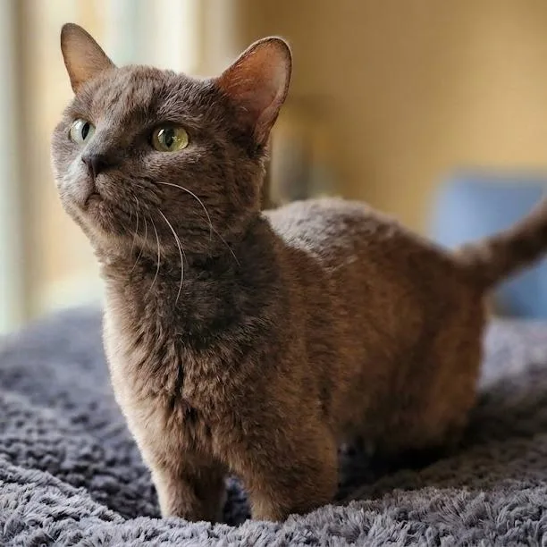 An adult medium-sized male Gray / Blue / Silver Domestic Short Hair cat named Fish Sticks for adoption in Toms Brook, VA