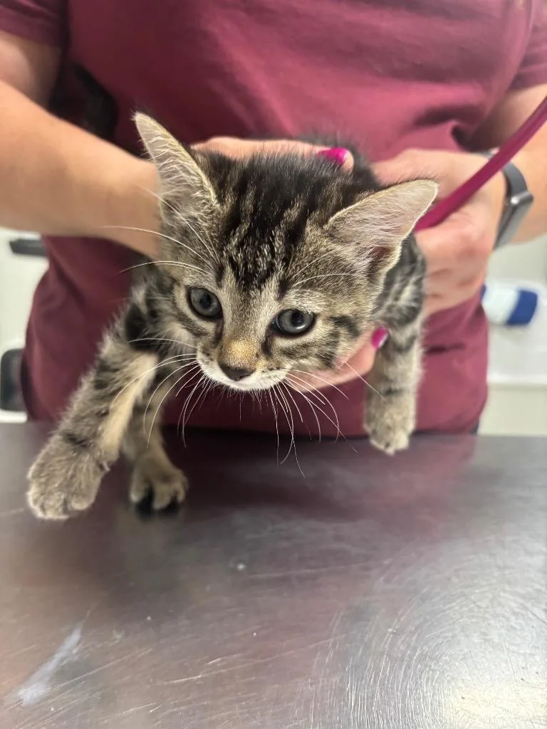 A baby medium-sized female Domestic Short Hair cat named Kvika for adoption in Fall River, MA