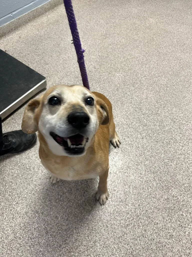 A senior medium-sized male Beagle dog named Samson for adoption in Troy, OH