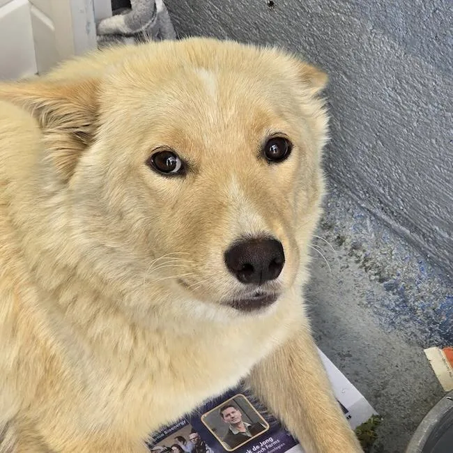 An adult medium-sized female Shepherd dog named Marshmallow for adoption in San Diego, CA