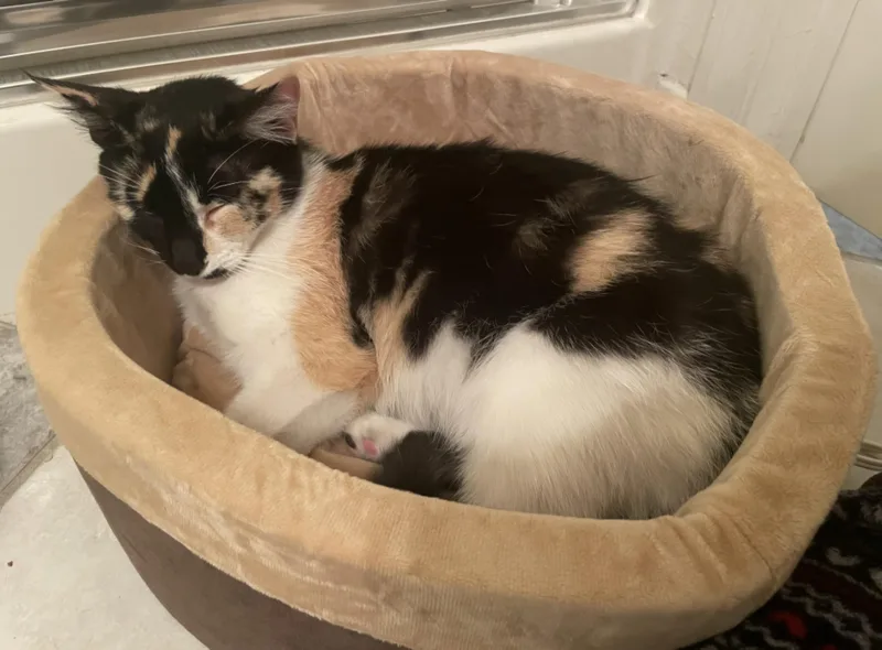A young medium-sized female Domestic Short Hair cat named Baby for adoption in La Puente, CA