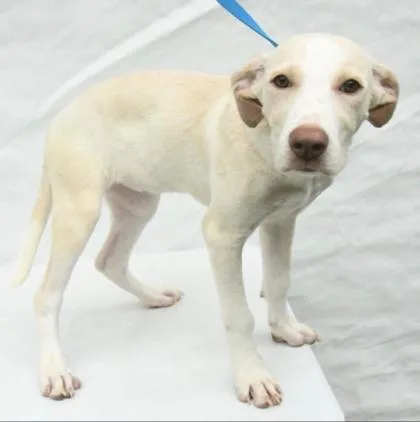 A baby medium-sized female Mixed Breed dog named Willa for adoption in West Chester, PA