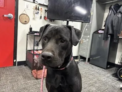 An adult medium-sized male Mixed Breed dog named Willard for adoption in West Chester, PA
