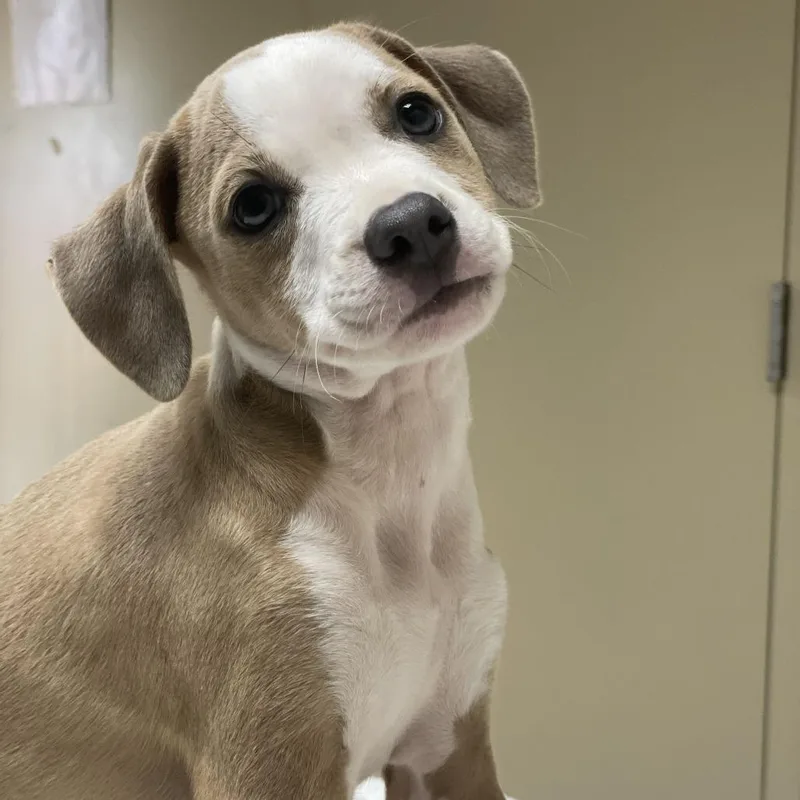A baby small-sized female Brown / Chocolate Pit Bull Terrier dog named Hera for adoption in Riverside, CA