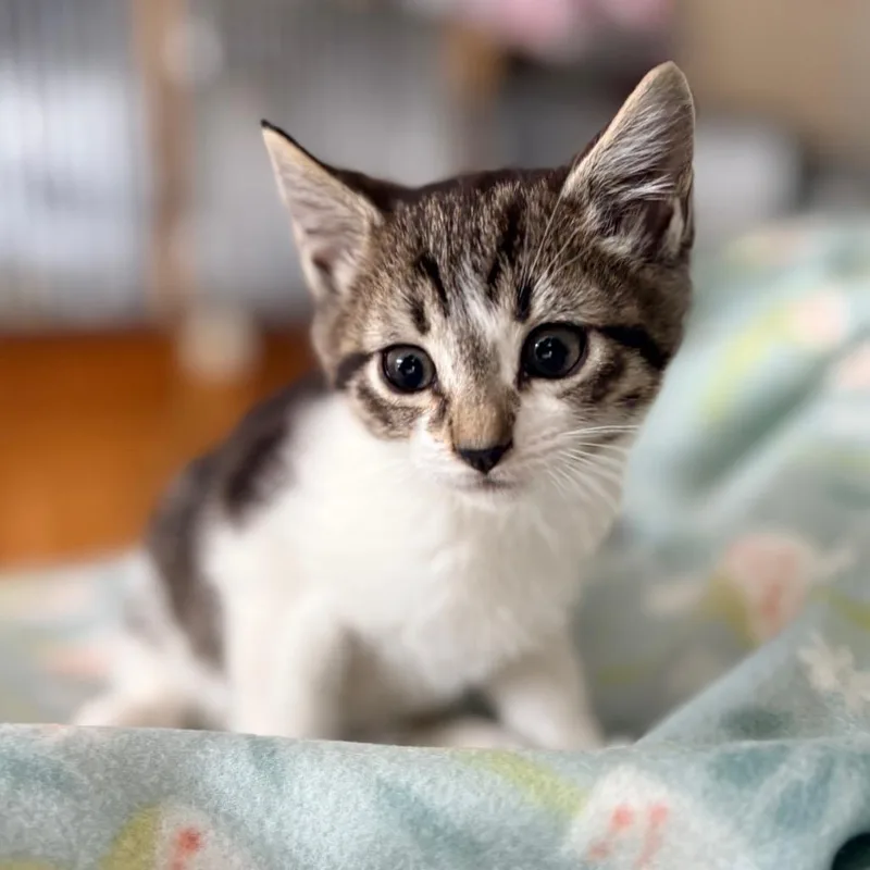 Maya