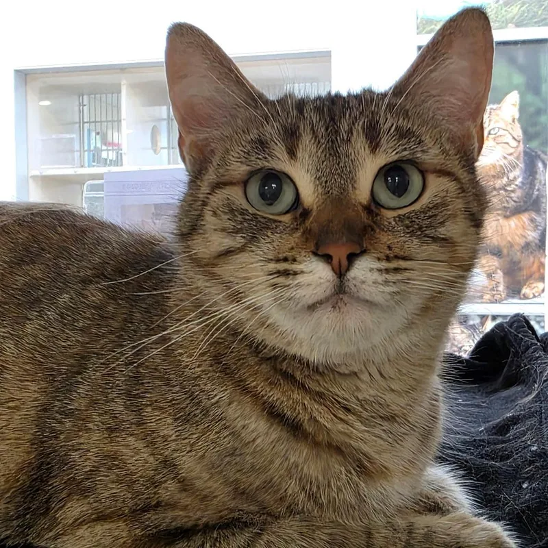 An adult large-sized female Brown / Chocolate Domestic Short Hair cat named Chrysanthemum for adoption in Reno, NV