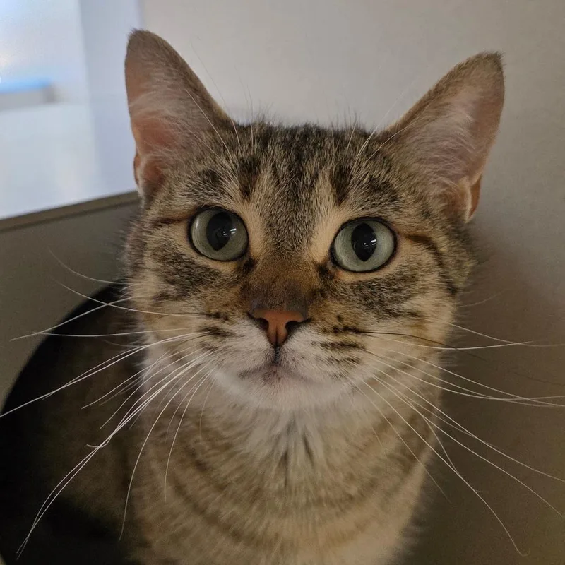 Chrysanthemum thumbnail 2