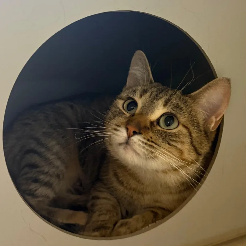 Chrysanthemum thumbnail 3