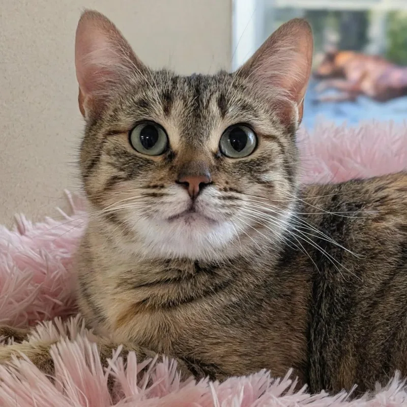 Chrysanthemum thumbnail 4