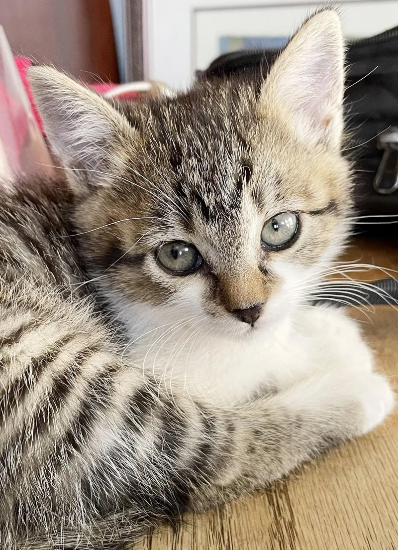 A baby medium-sized female Tabby cat named Sunny for adoption in Alameda, CA