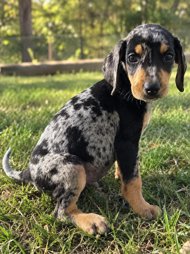 A baby medium-sized male Merle (Blue) Catahoula Leopard Dog named Rambo for adoption in Maryville, TN