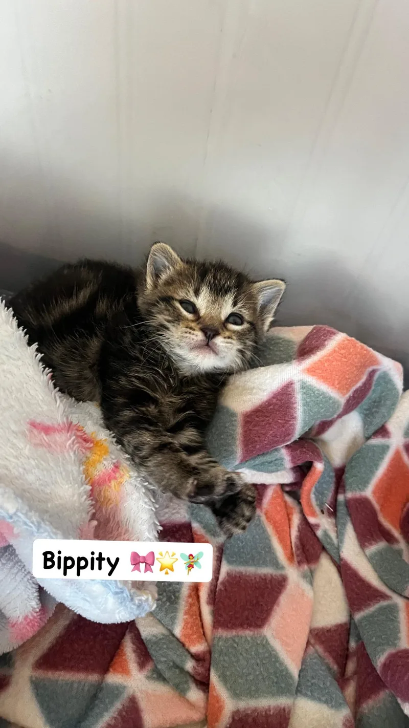 A baby small-sized female Tabby (Brown / Chocolate) Domestic Short Hair cat named Bippity for adoption in Fruit Heights, UT