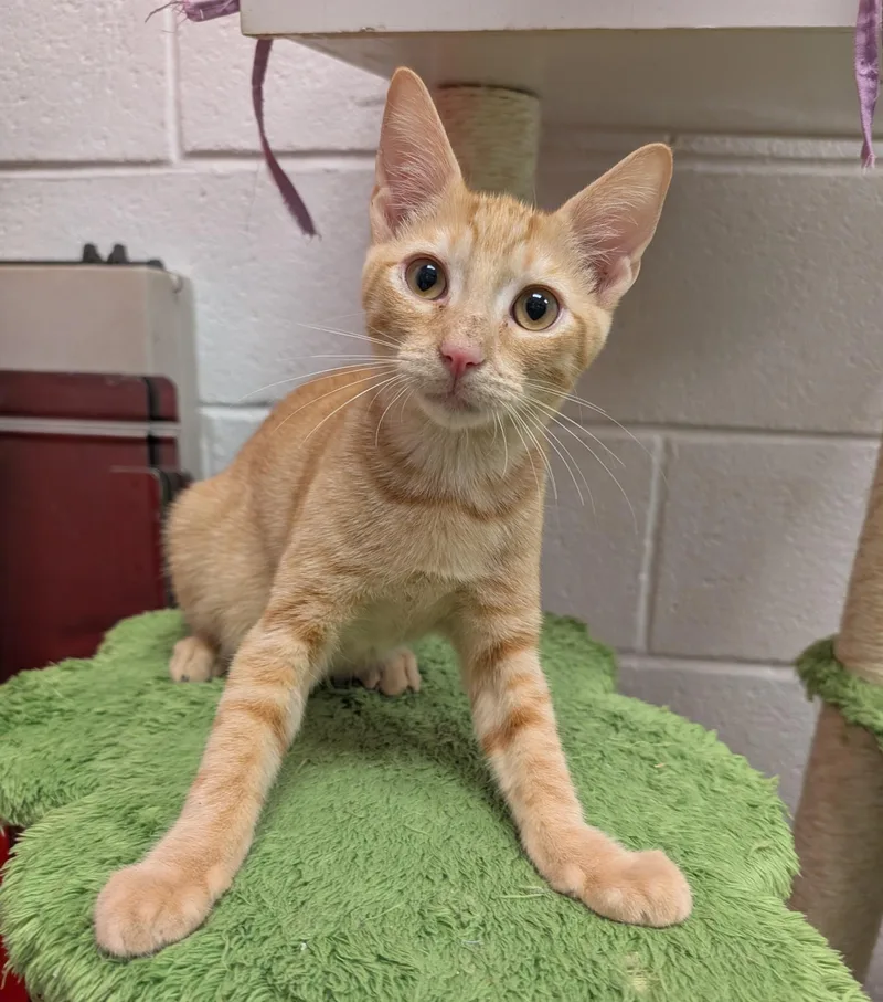 A baby medium-sized male Orange & White Domestic Short Hair cat named Daytona for adoption in Smithfield, NC