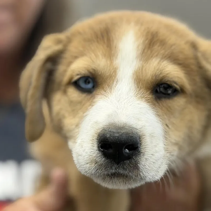 A baby medium-sized male Brown / Chocolate Great Pyrenees dog named Neptune for adoption in Midland, TX