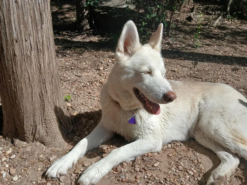 A young medium-sized female Husky dog named Paige for adoption in Pflugerville, TX
