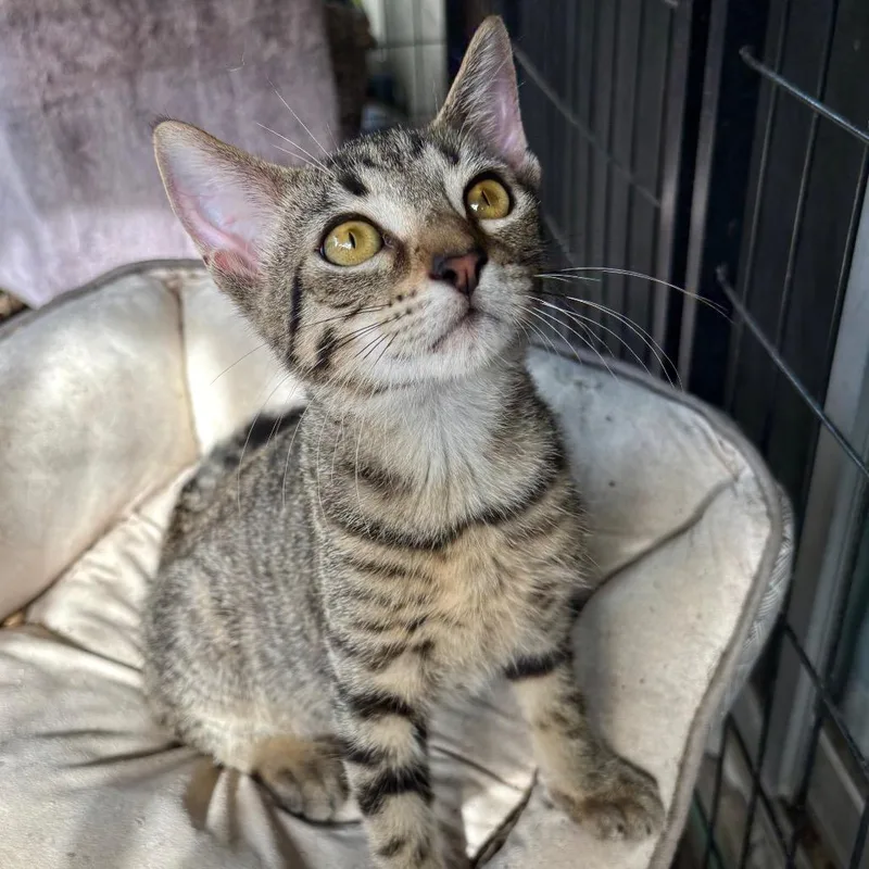 A baby small-sized male Brown / Chocolate Domestic Short Hair cat named Anderson for adoption in Houston, TX
