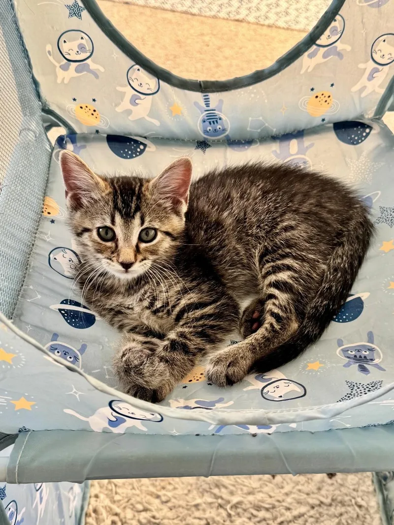 A baby medium-sized male Tabby (Gray / Blue / Silver) Domestic Short Hair cat named Jersey Shore for adoption in Rossville, TN