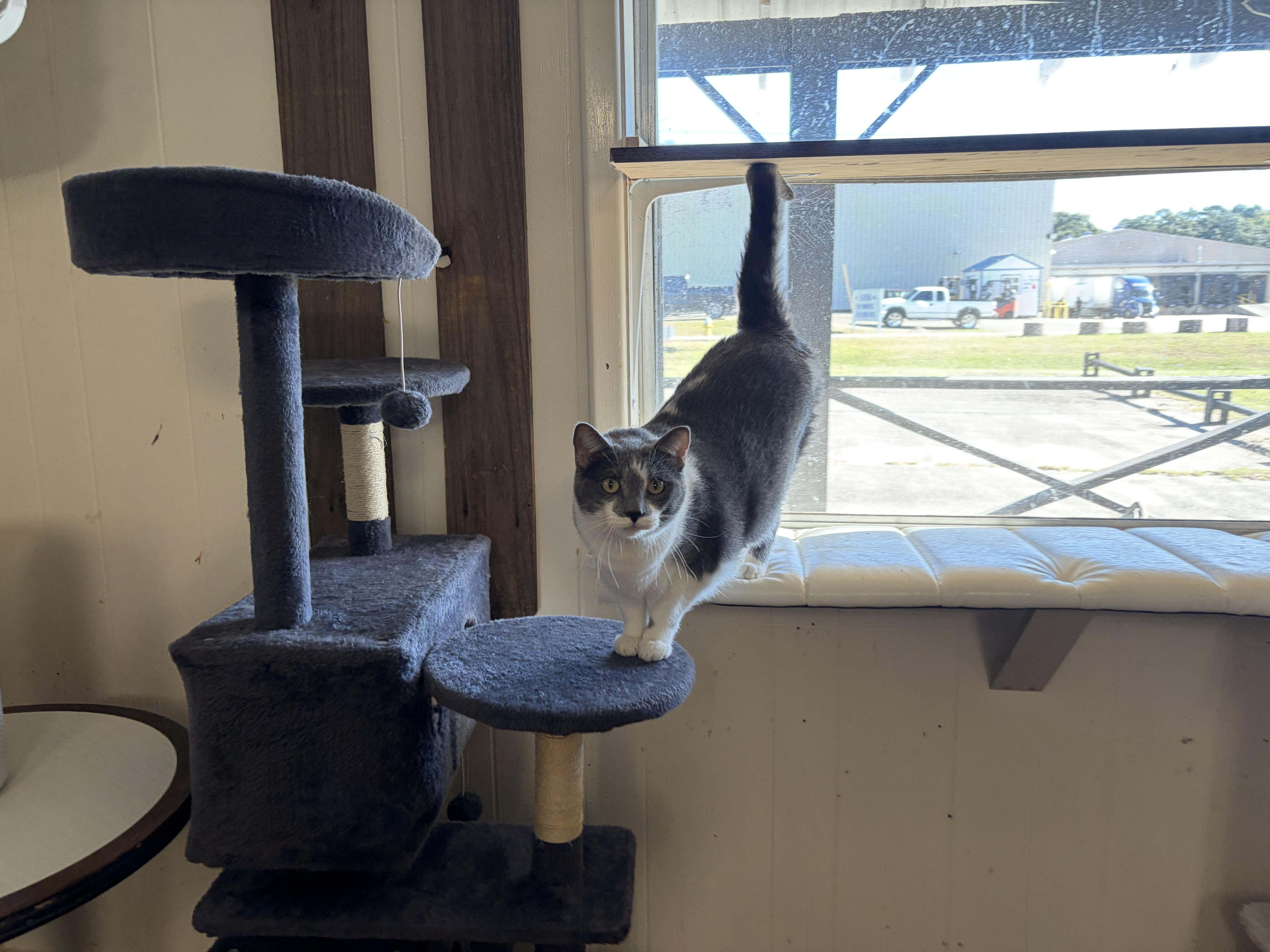 An adult large-sized female Domestic Short Hair cat named Brunhilda for adoption in Perry, GA
