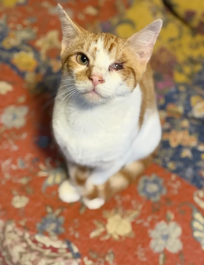 A baby medium-sized male Domestic Short Hair cat named Niko for adoption in New York, NY