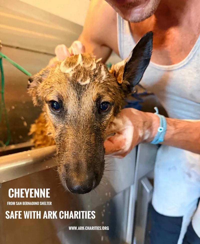 Cheyenne thumbnail 3