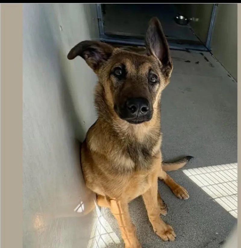 Cheyenne thumbnail 4