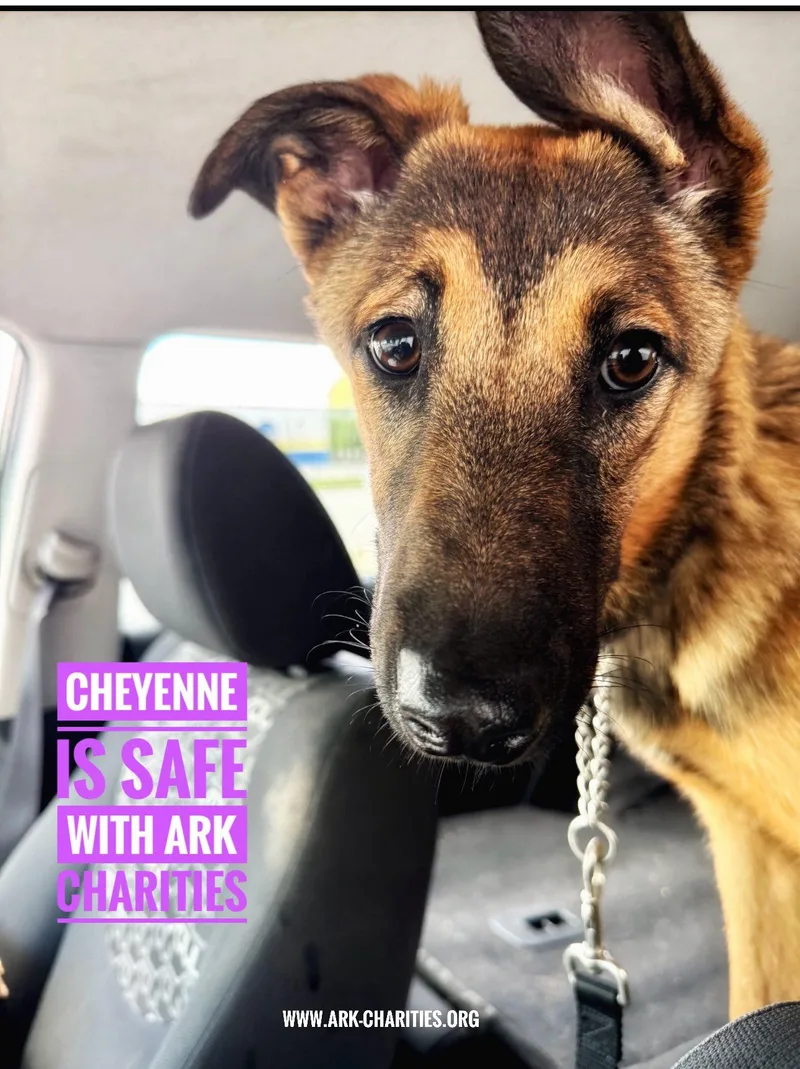 A young large-sized female Bicolor German Shepherd Dog dog named Cheyenne for adoption in Brookfield, CT