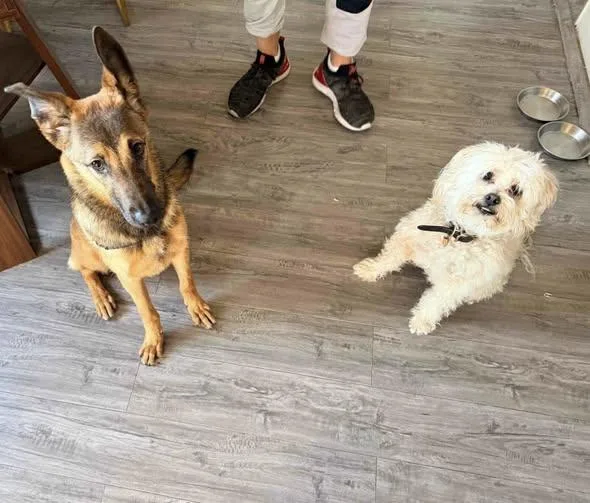 Cheyenne thumbnail 5