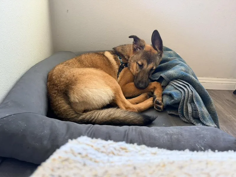 Cheyenne thumbnail 6