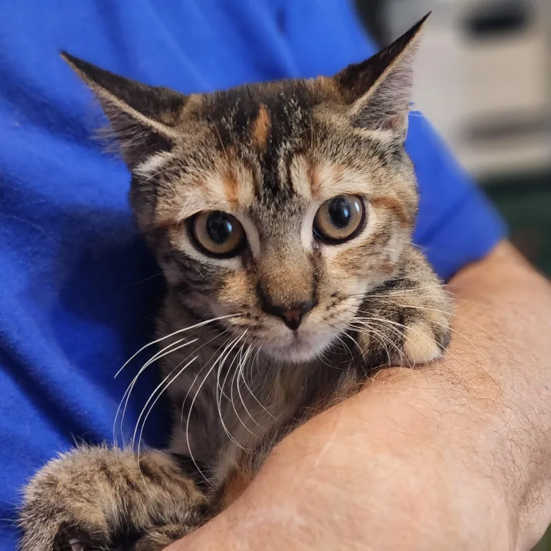 A baby small-sized female Tabby (Buff / Tan / Fawn) Domestic Short Hair cat named Claudia for adoption in New York, NY