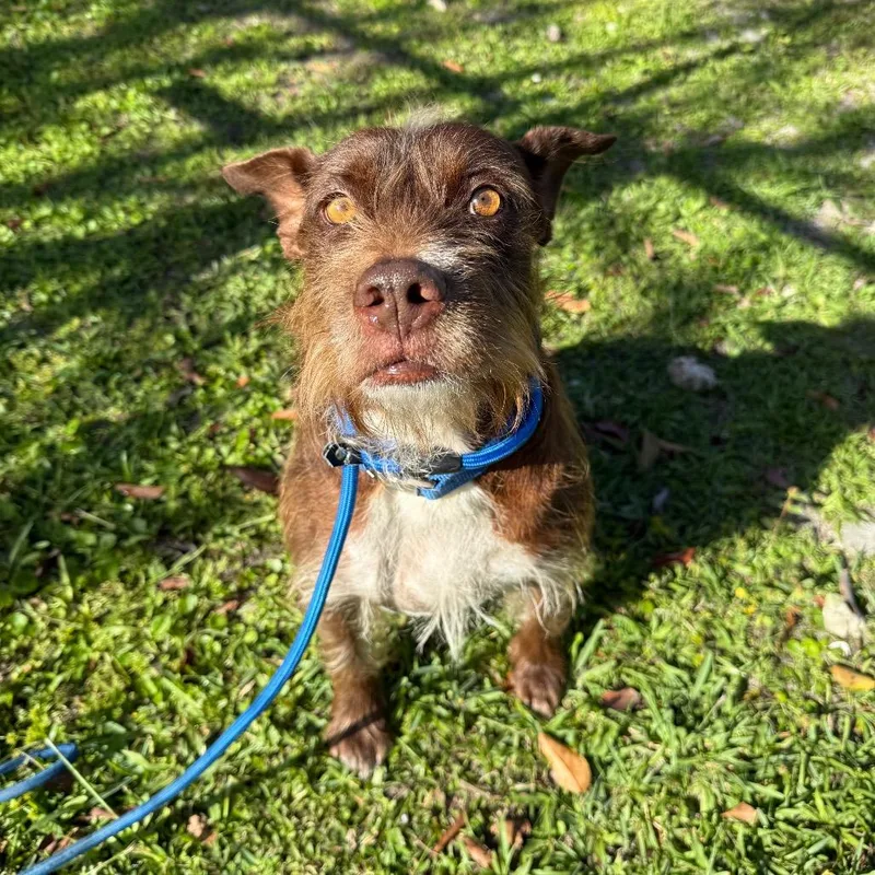 An adult medium-sized female Black Mixed Breed dog named Brianda for adoption in Naples, FL