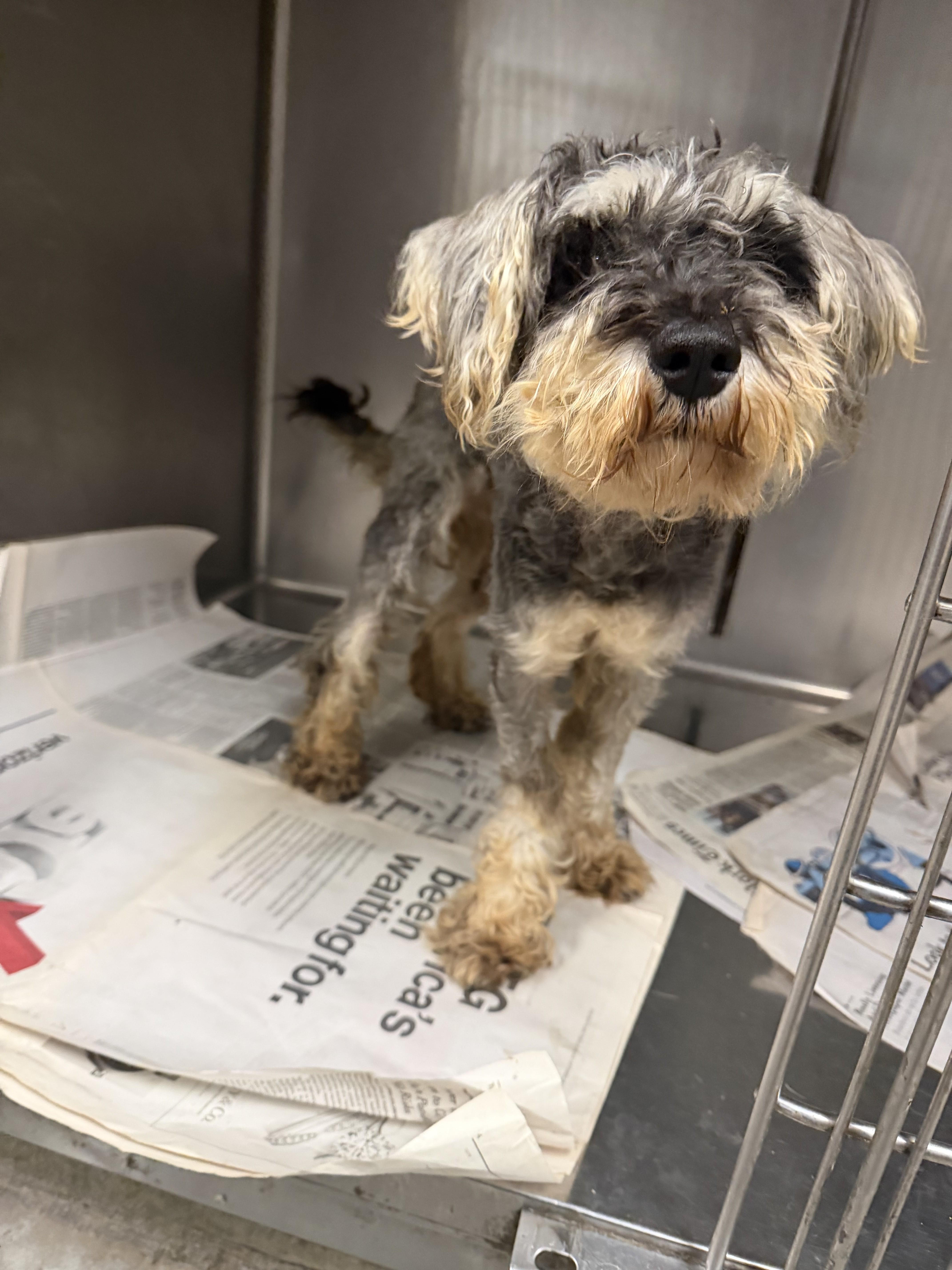 An adult small-sized female Schnauzer dog named Luna for adoption in Van Nuys, CA