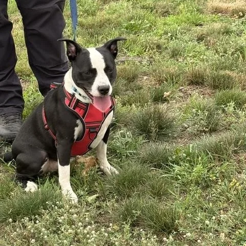 An adult medium-sized female Black Mixed Breed dog named Ladybug for adoption in Turners Falls, MA